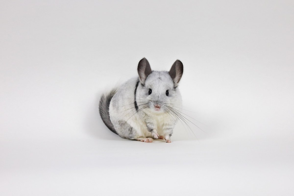 Шиншилла монстр