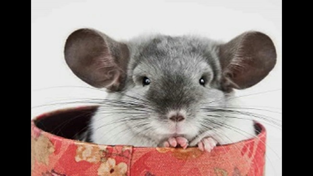 Длиннохвостая шиншилла