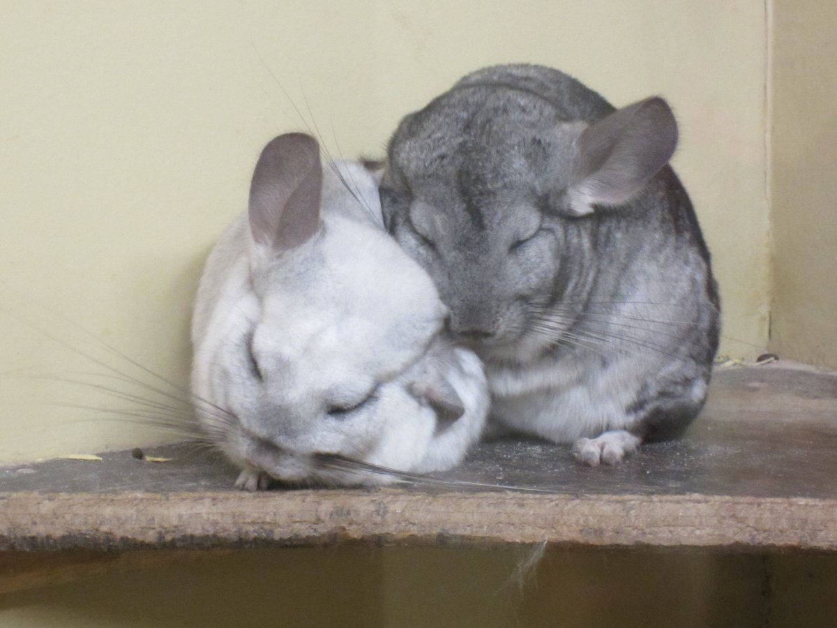 Чучело шиншиллы