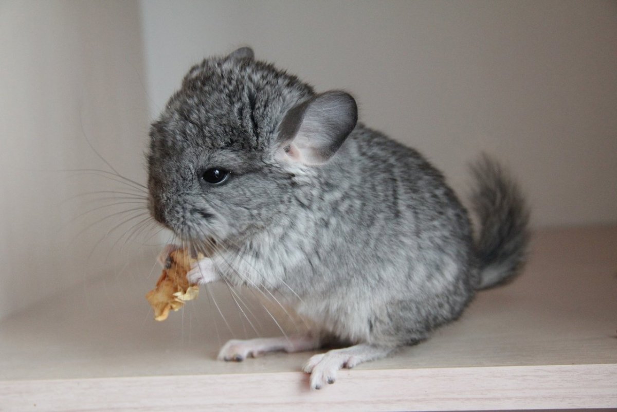 Шиншилла ланигера