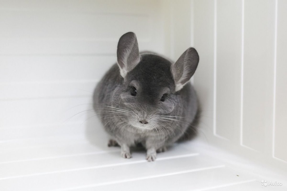 Карликовая шиншилла
