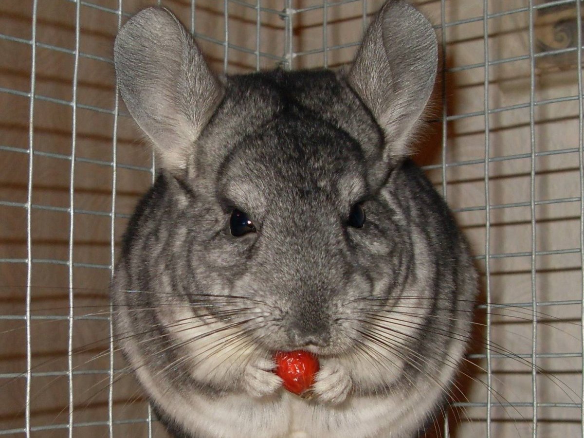 Короткохвостая шиншилла