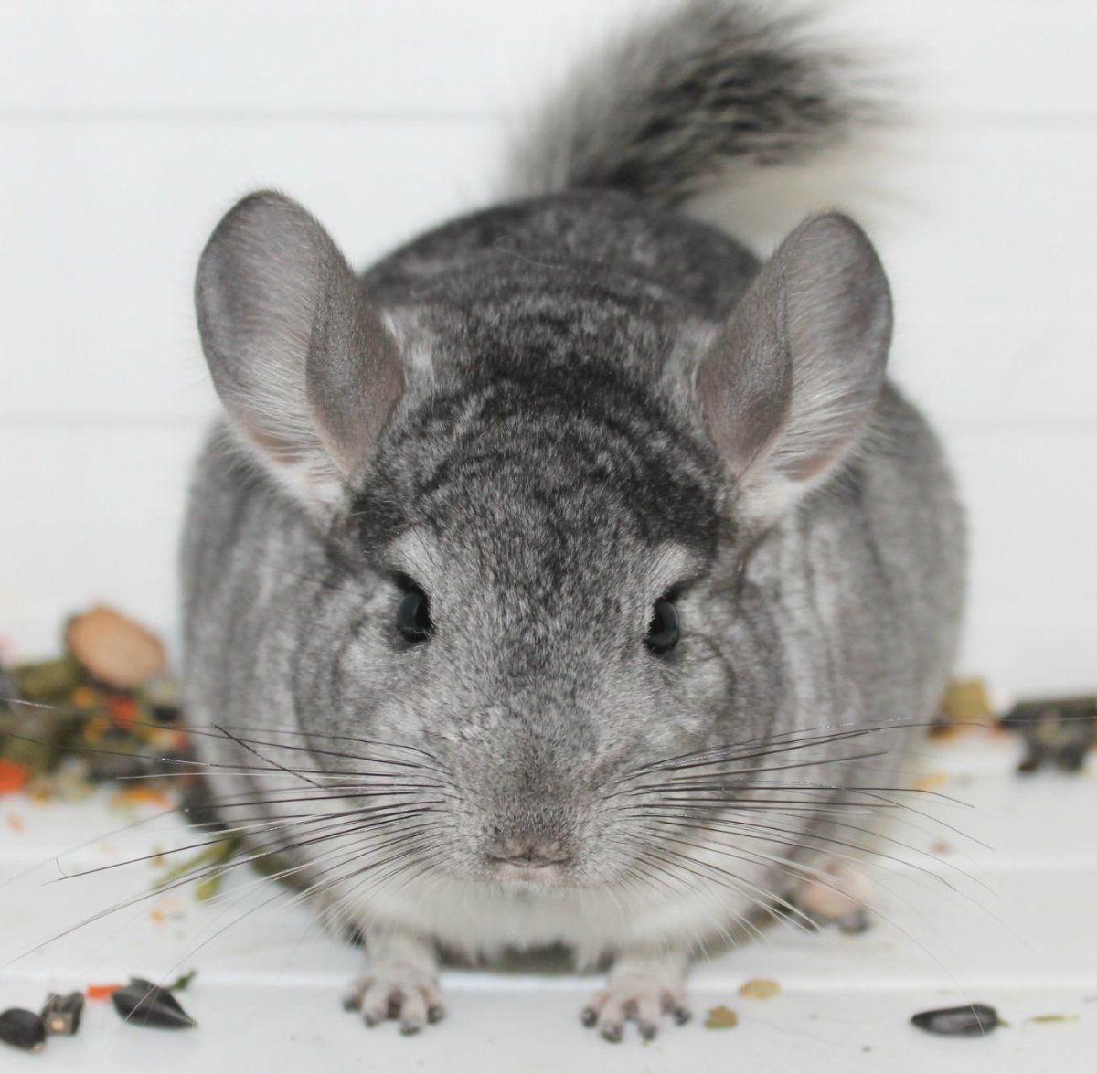 Шиншилла Мадагаскарская