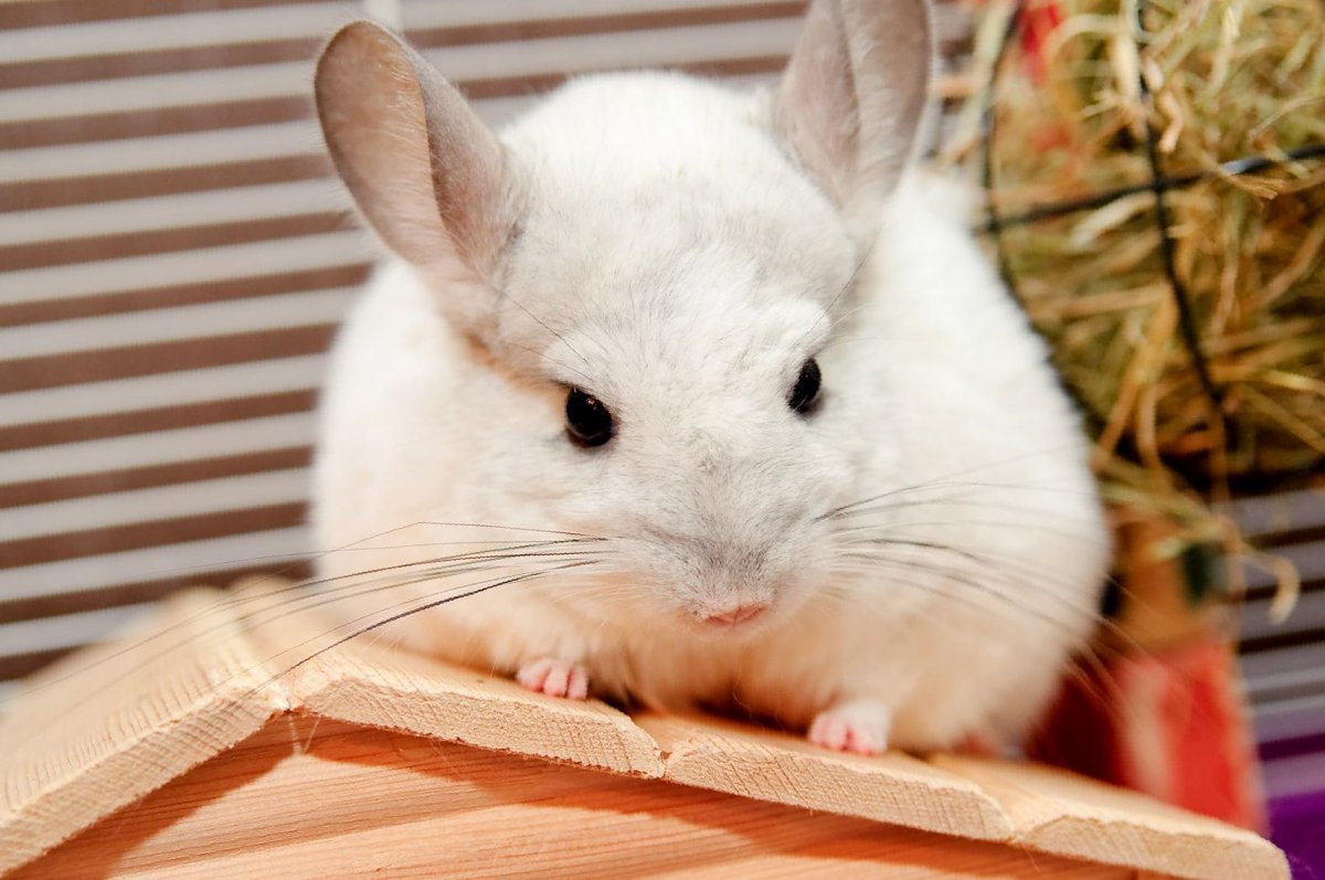 Шиншилла серый стандарт