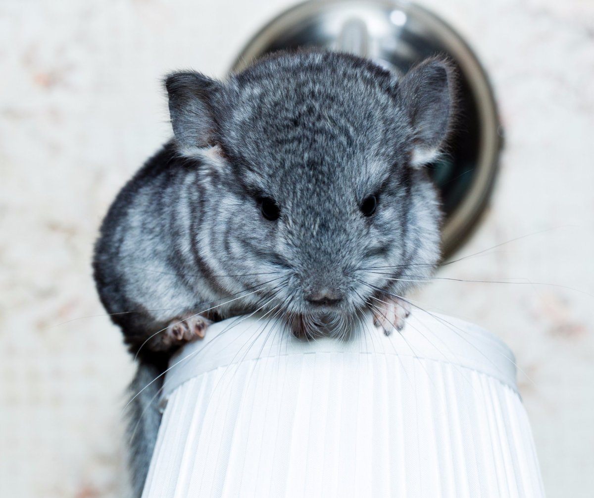 Шиншилла взрослая особь