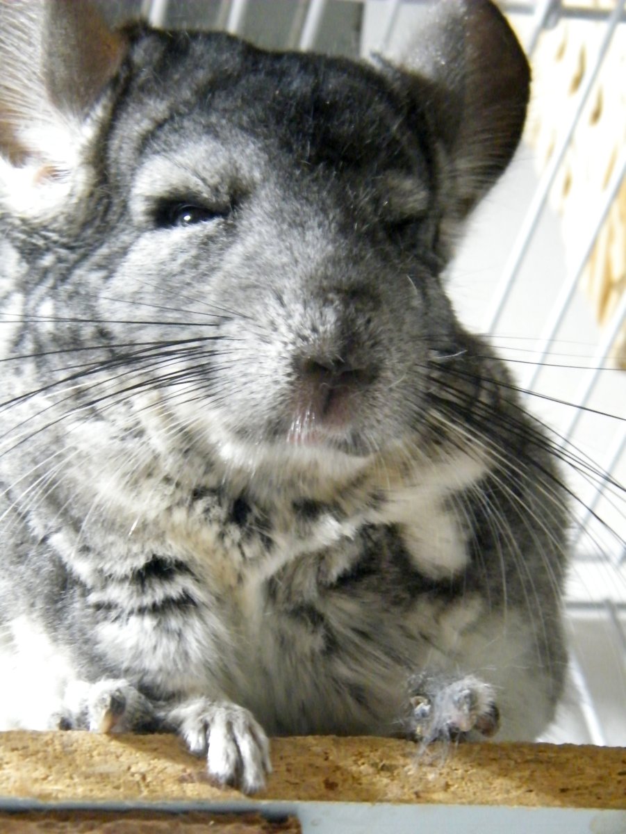 Злая шиншилла