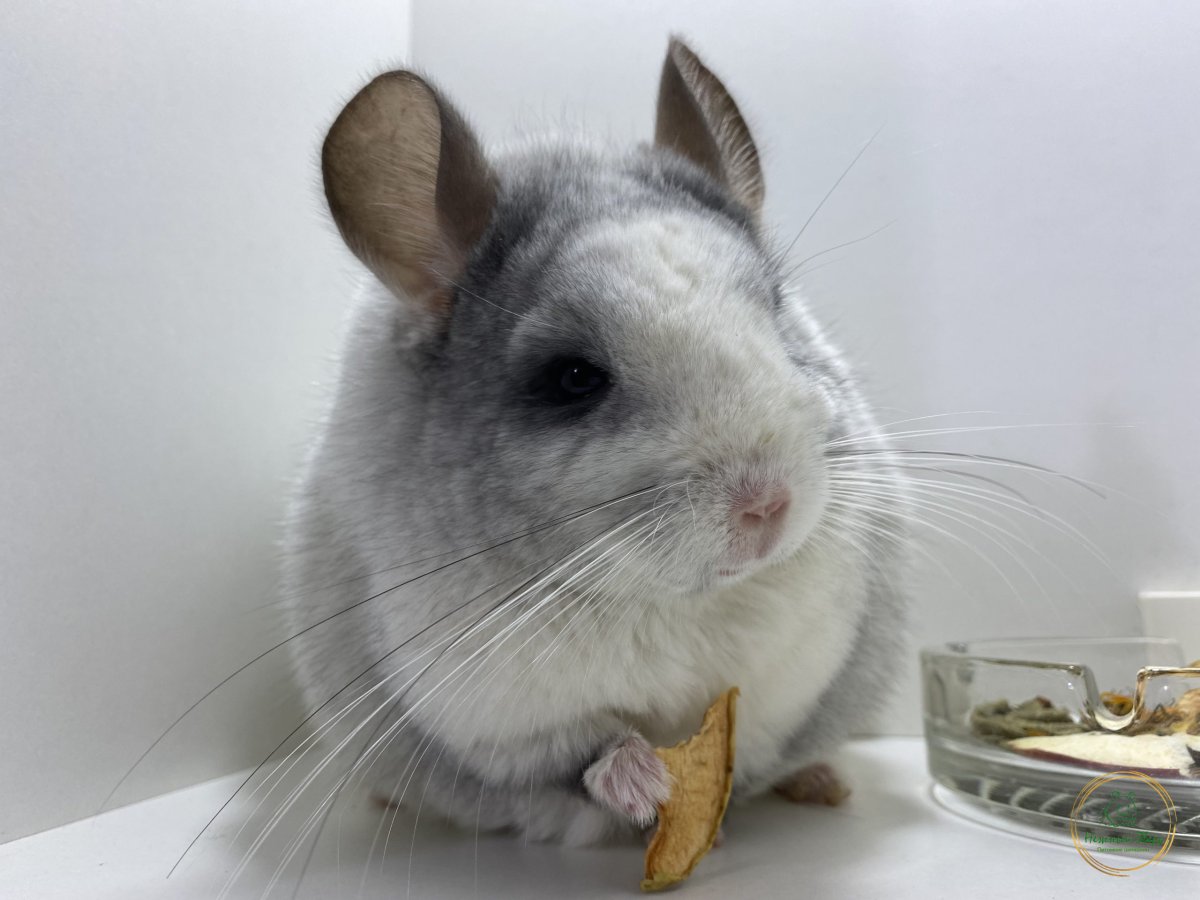 Новорожденные шиншиллы