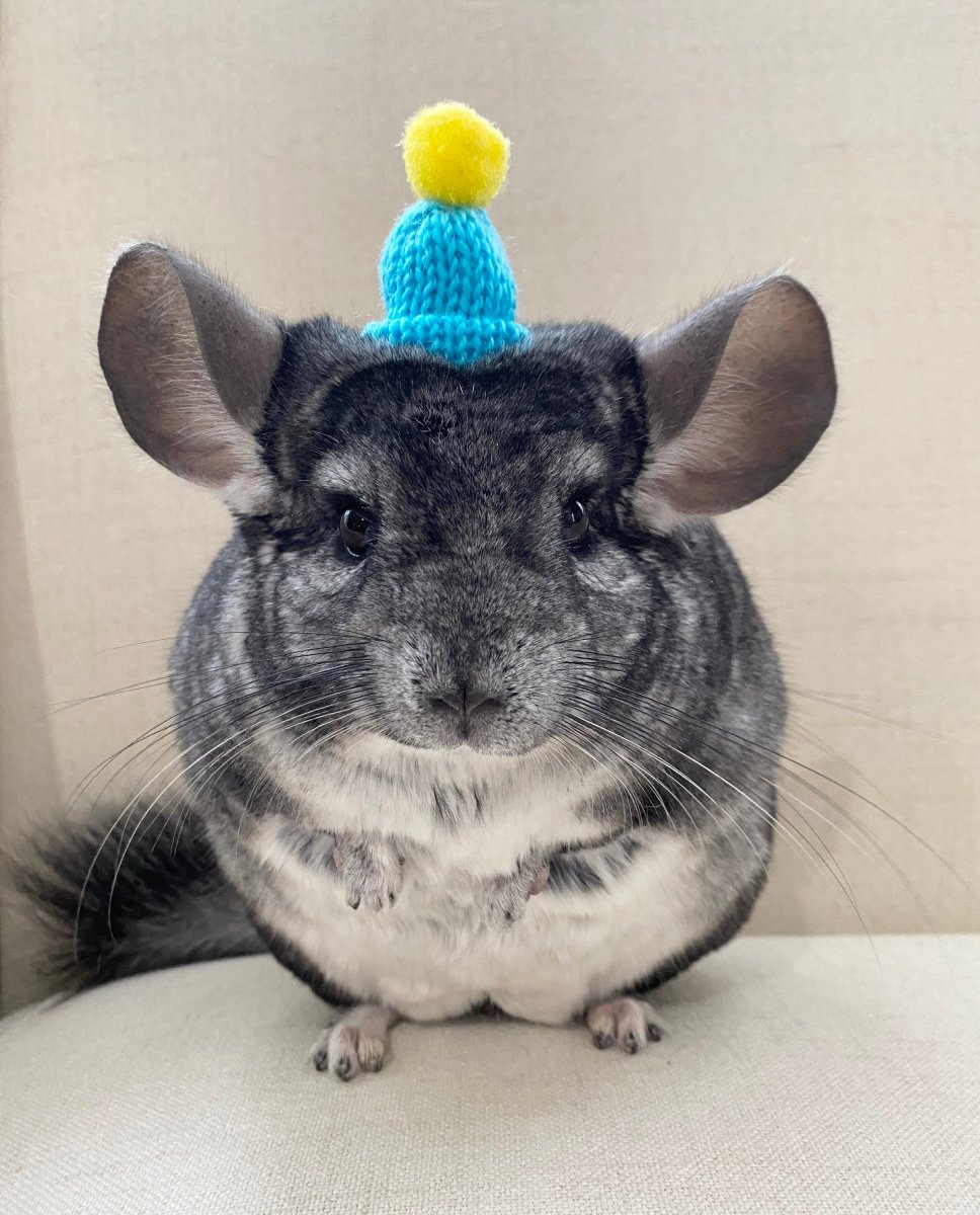 Семья шиншилл