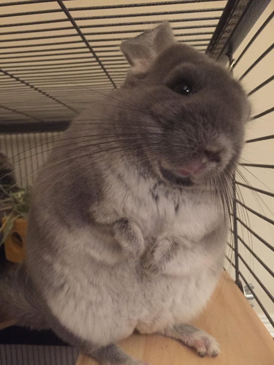 А надо вычесывать шиншилл?