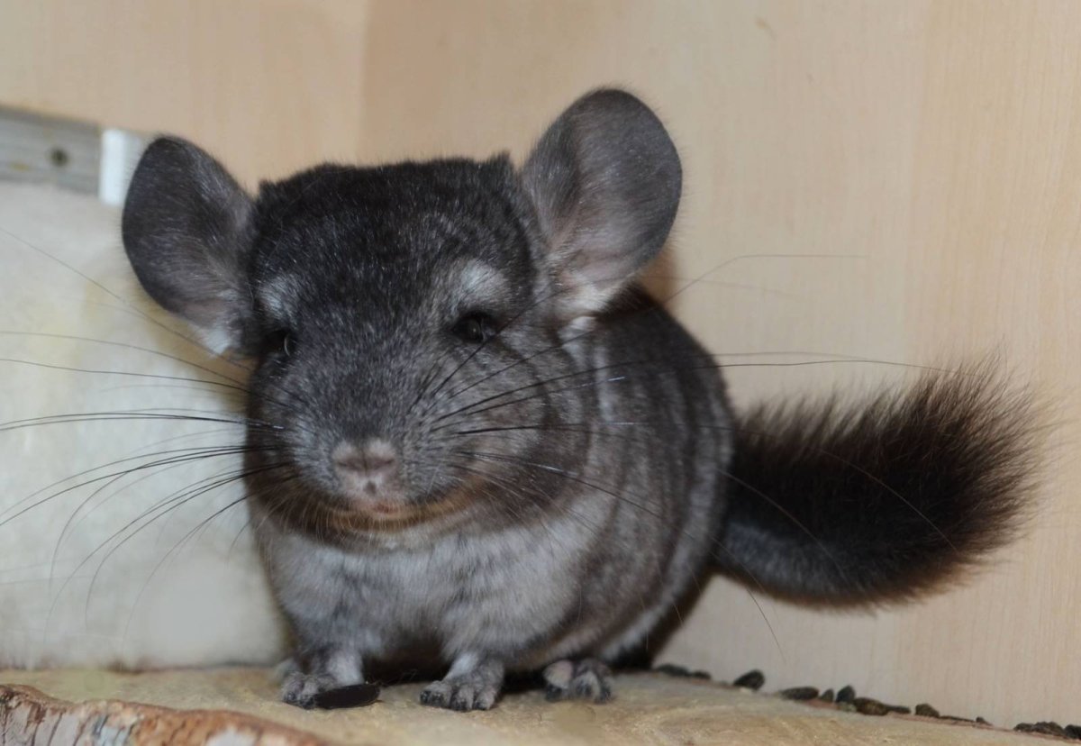 Шиншилла Пинтерест