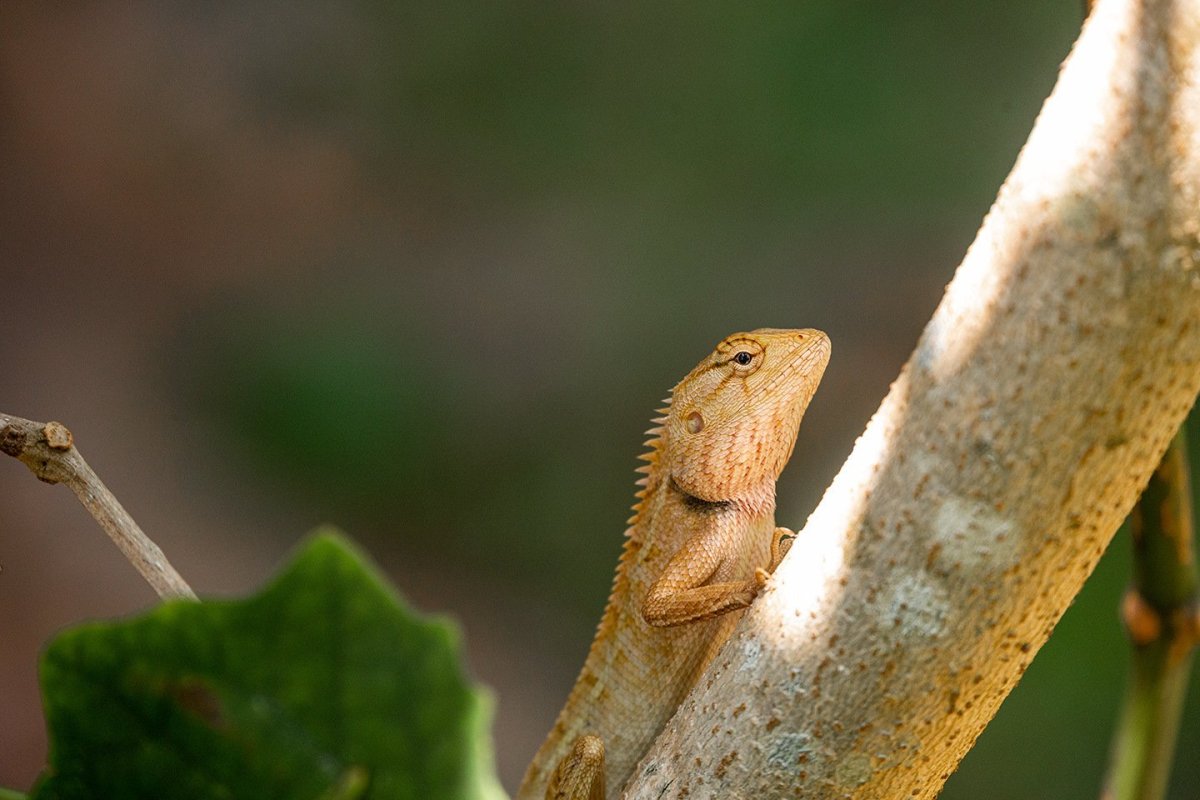 Ящерицы в Тайланде