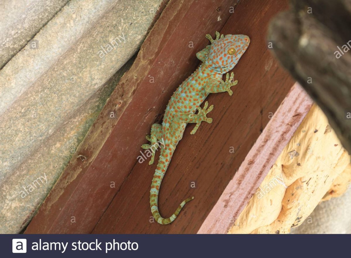 Маленькие ящерицы в Тайланде