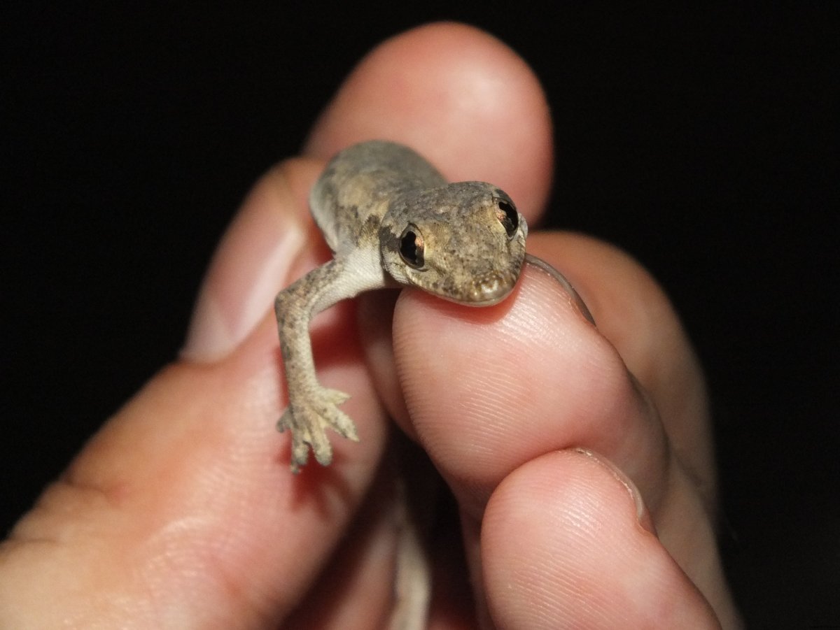 Мадагаскарская игуана обыкновенная