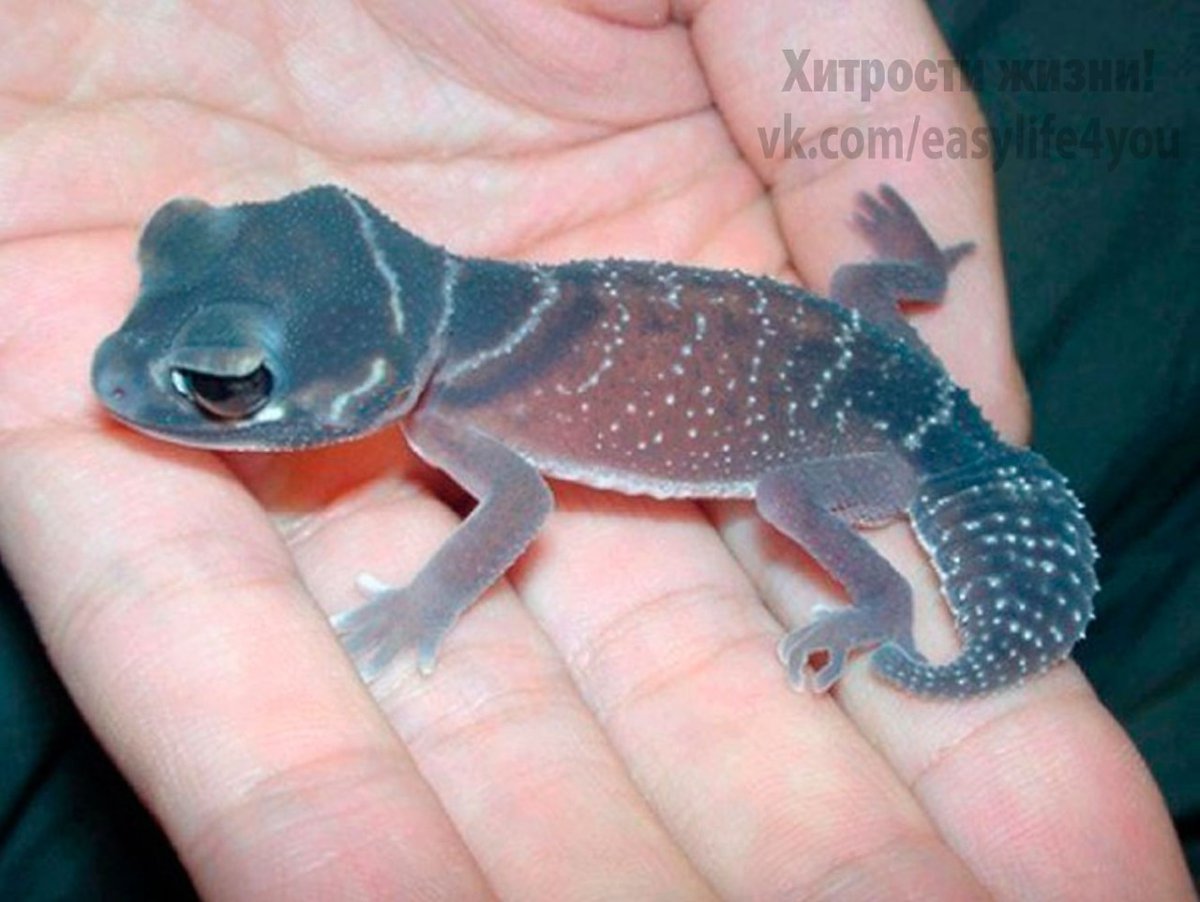 Детеныш прыткой ящерицы