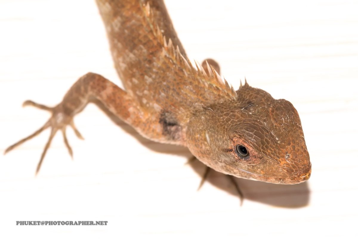 Ящерицы Тайланд звуки