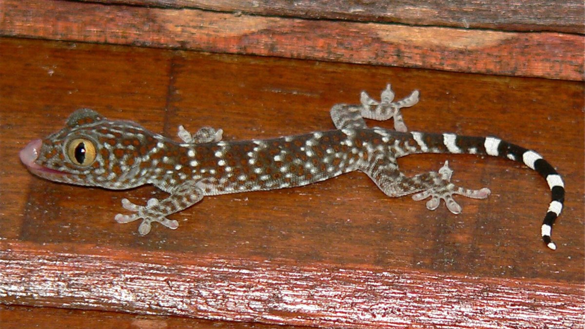 Листохвостый геккон