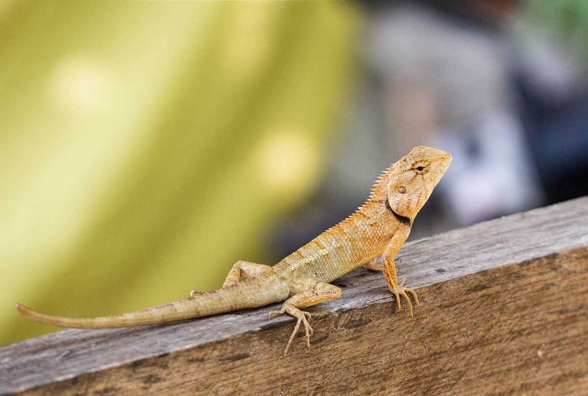 Геккон стенной кольчатый