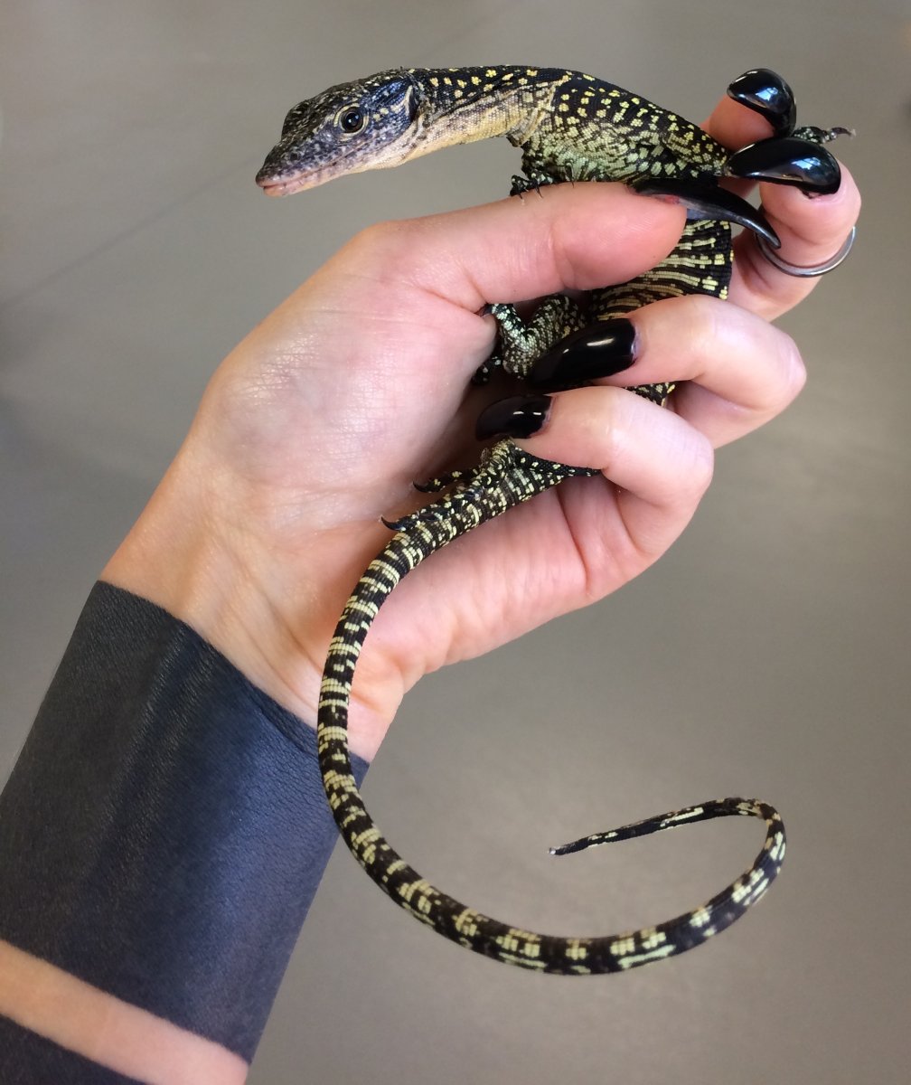 Геккон коричневый