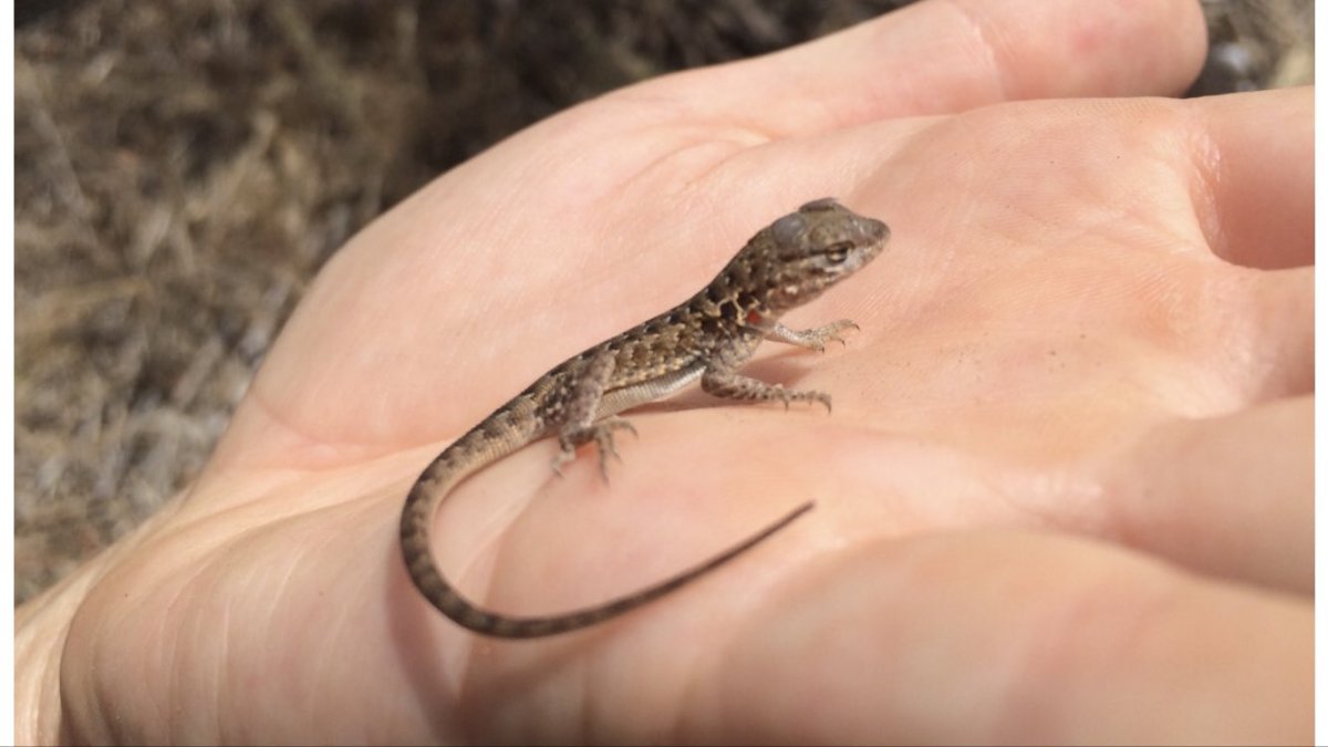 Эублефар улыбается