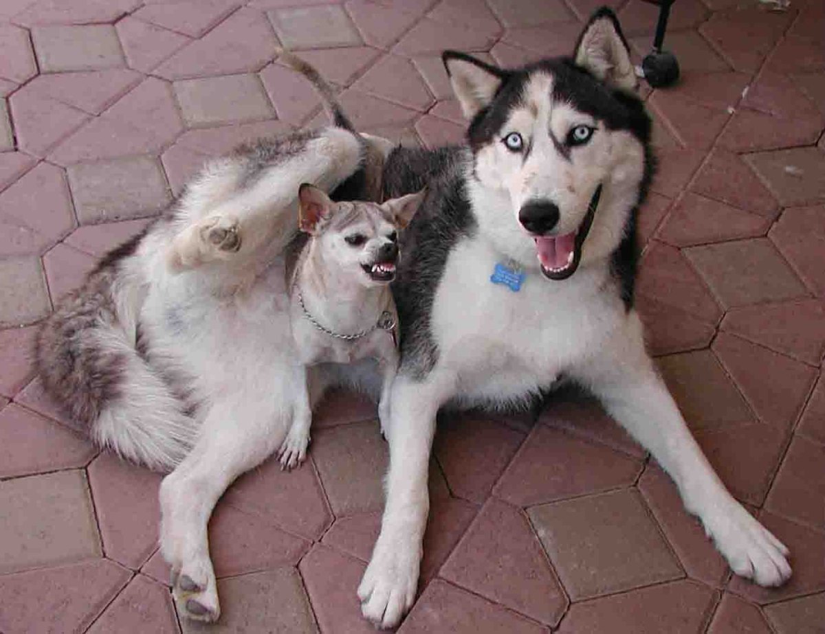 Смесь хаски и чихуахуа