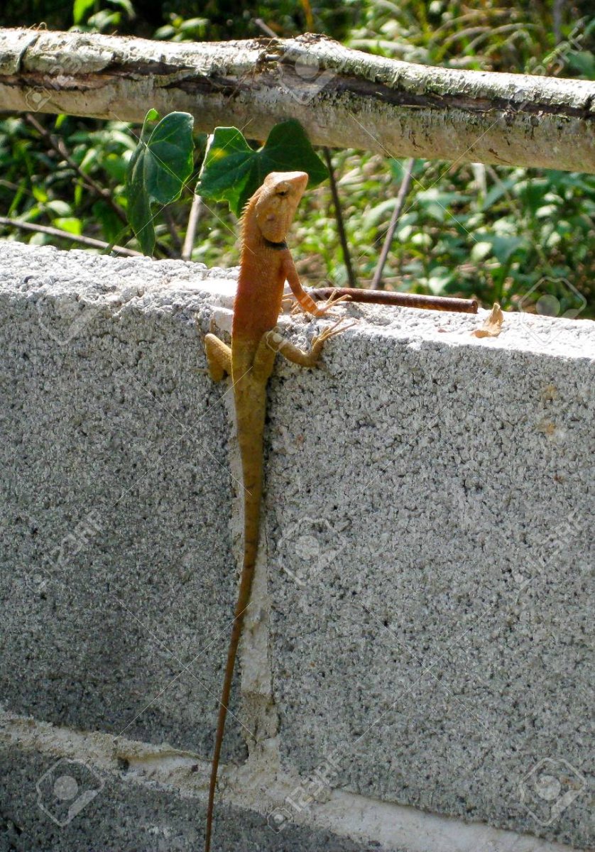 Ящерица фельзума