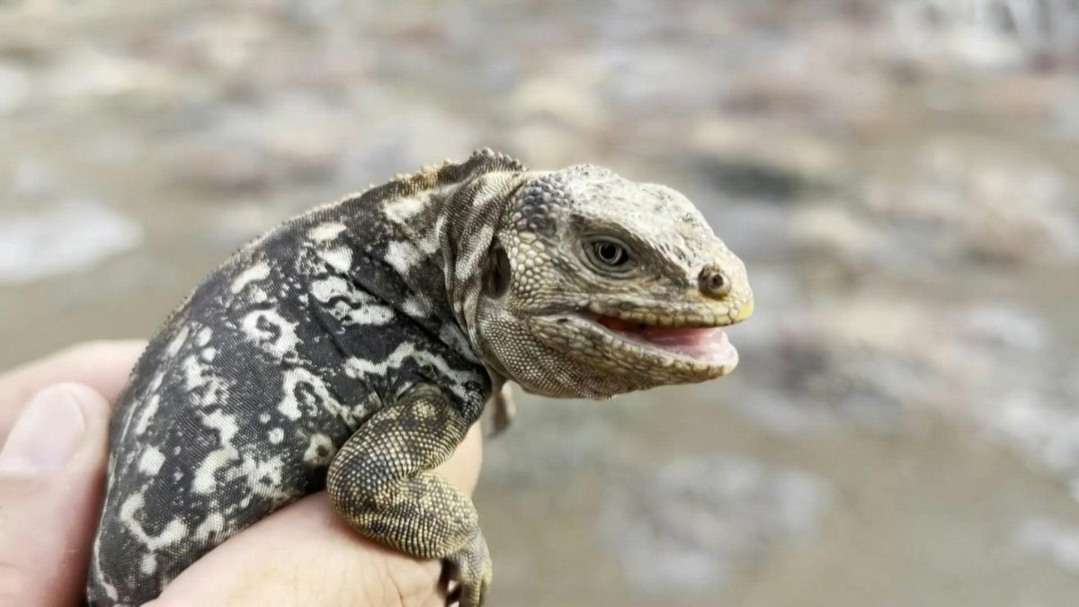 Варан маленький ящерица