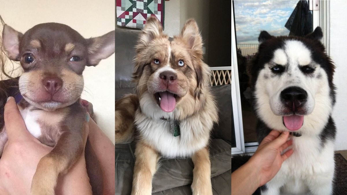 Котики и песики ужаленные пчелами