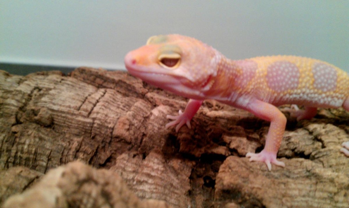 Ящерица прыткая Грузинская