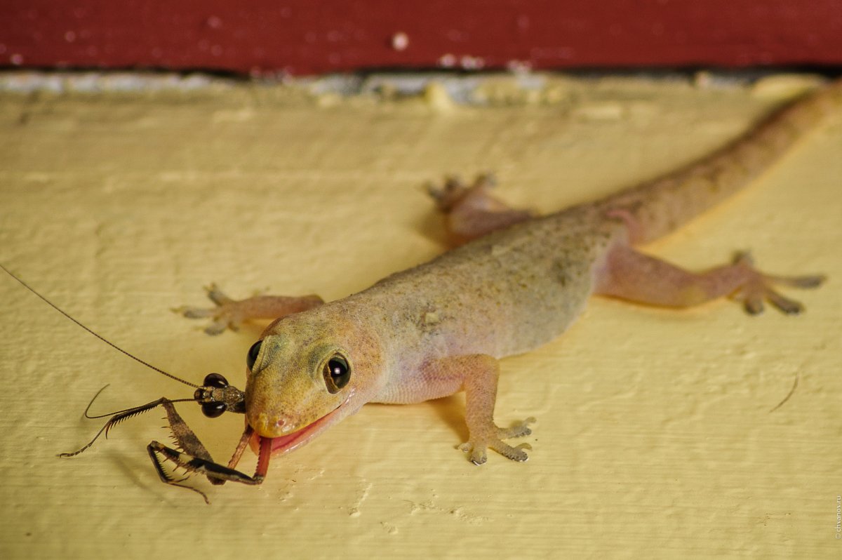 Ящерица гигантский геккон