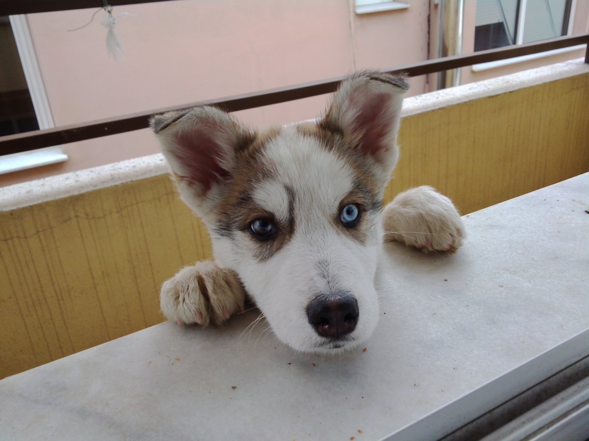 Смесь хаски и чихуахуа