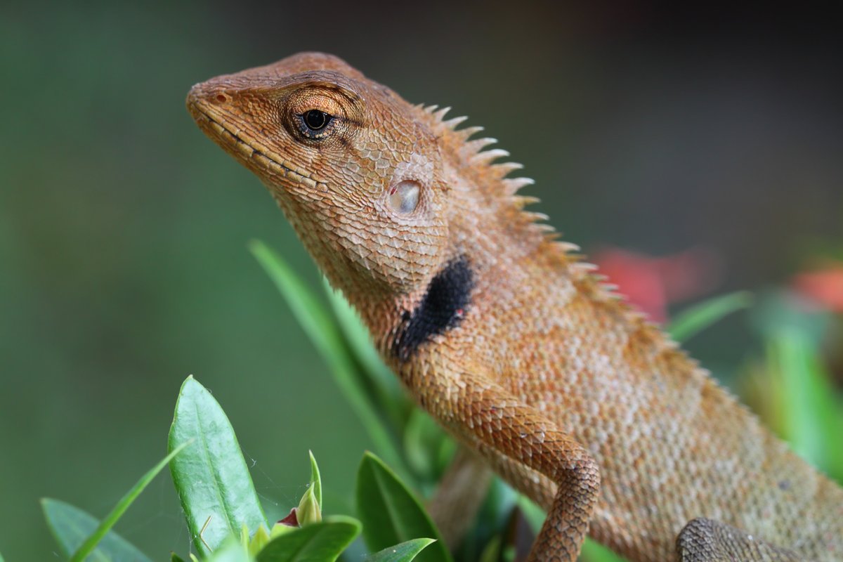 Ящерицы в Тайланде