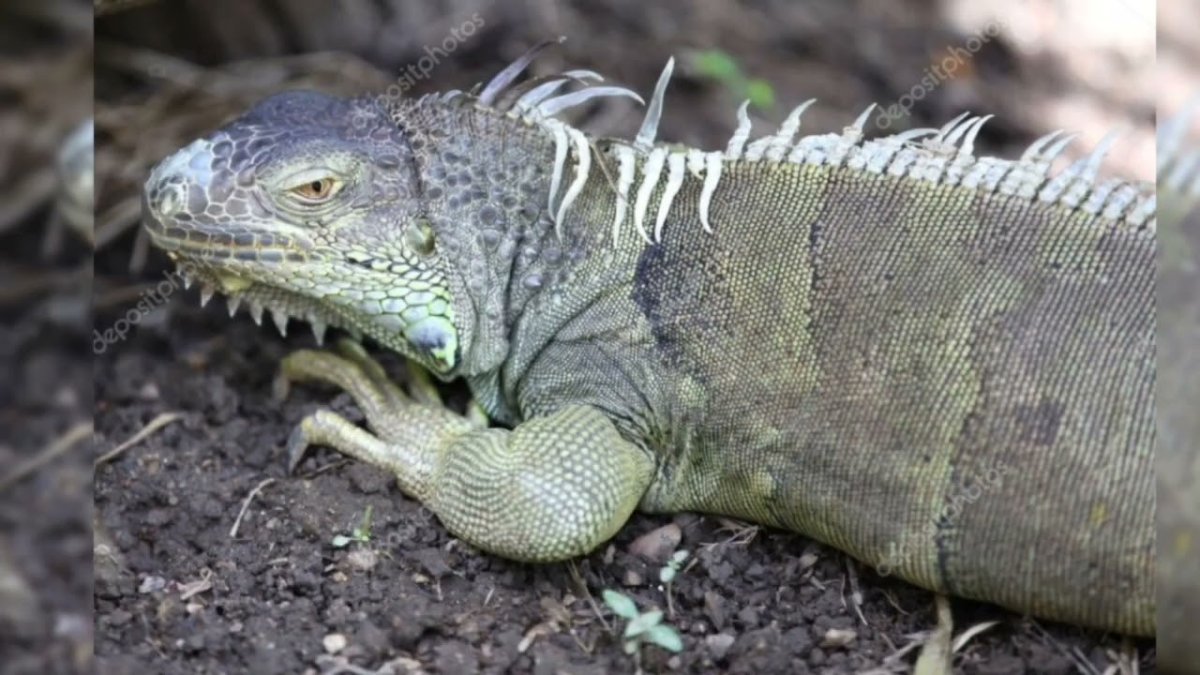 Ящерицы в Тайланде