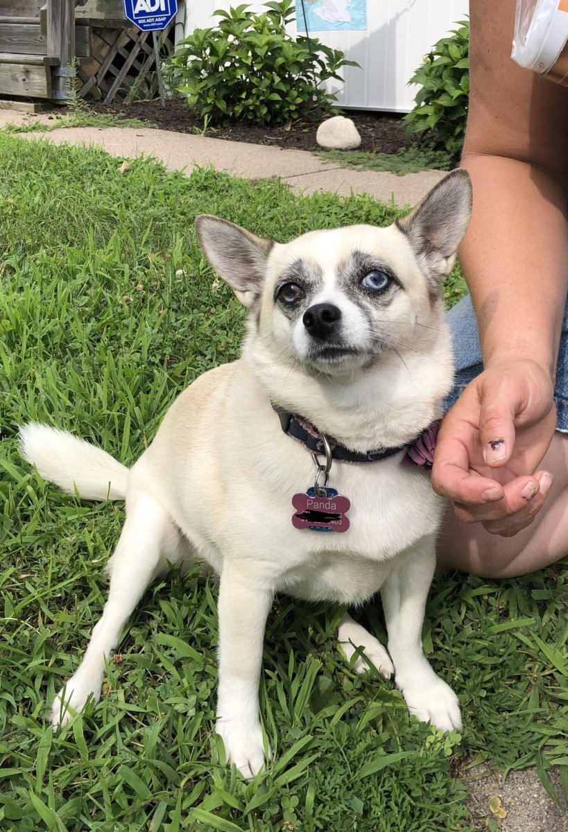 Хаски и чихуахуа