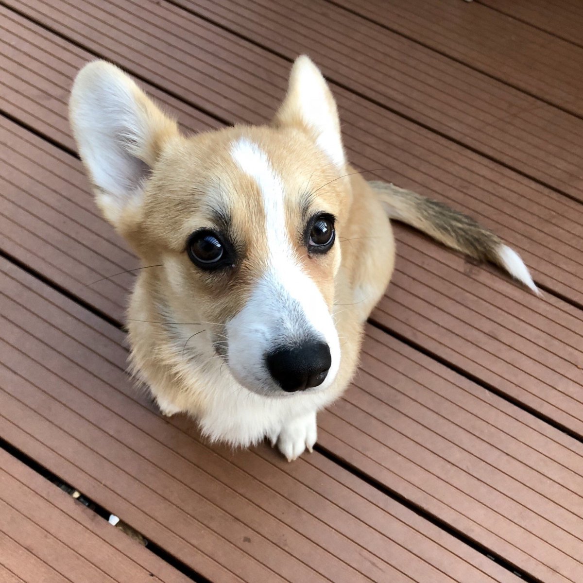 Метис вельш корги