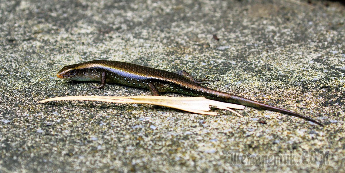 Тритон и геккон