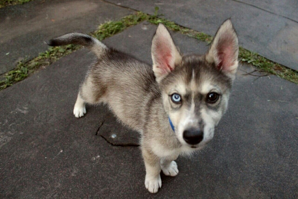 Смесь хаски и дворняги