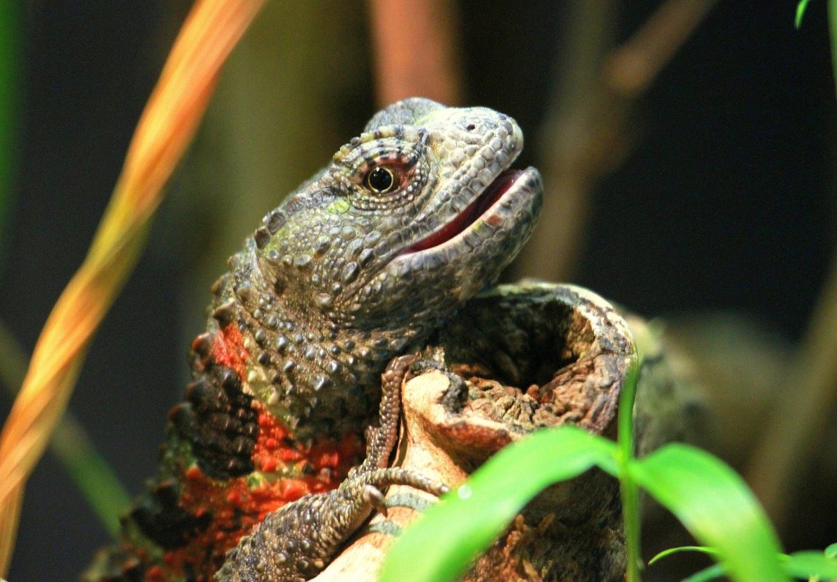 Вараны в Тайланде