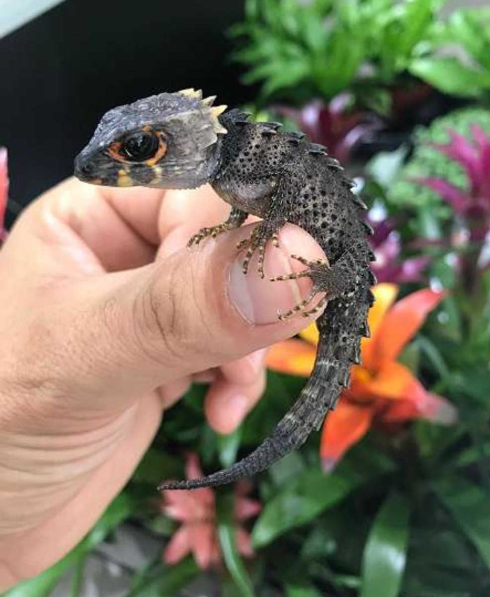 Чёрный эублефар Black Night