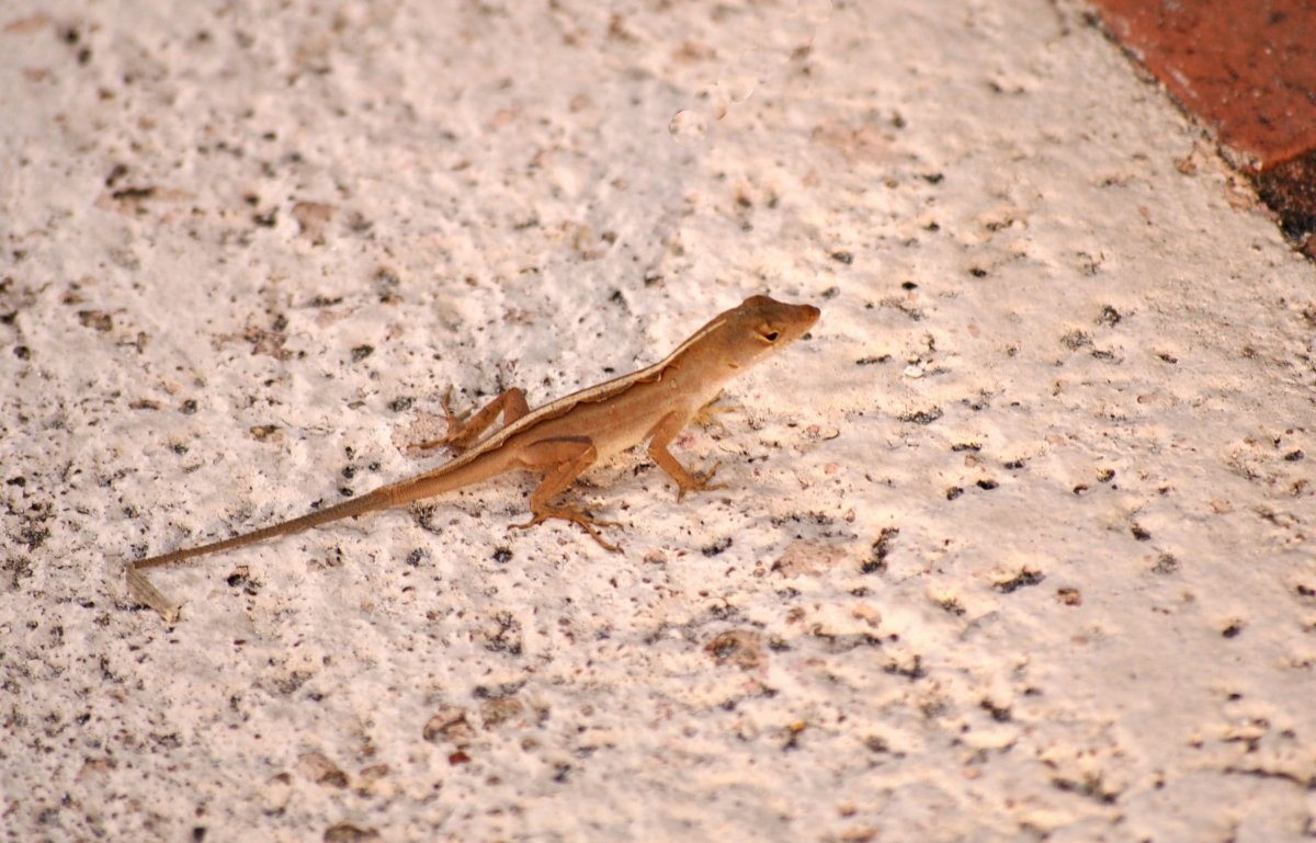 Изготовление тайской ящерицы