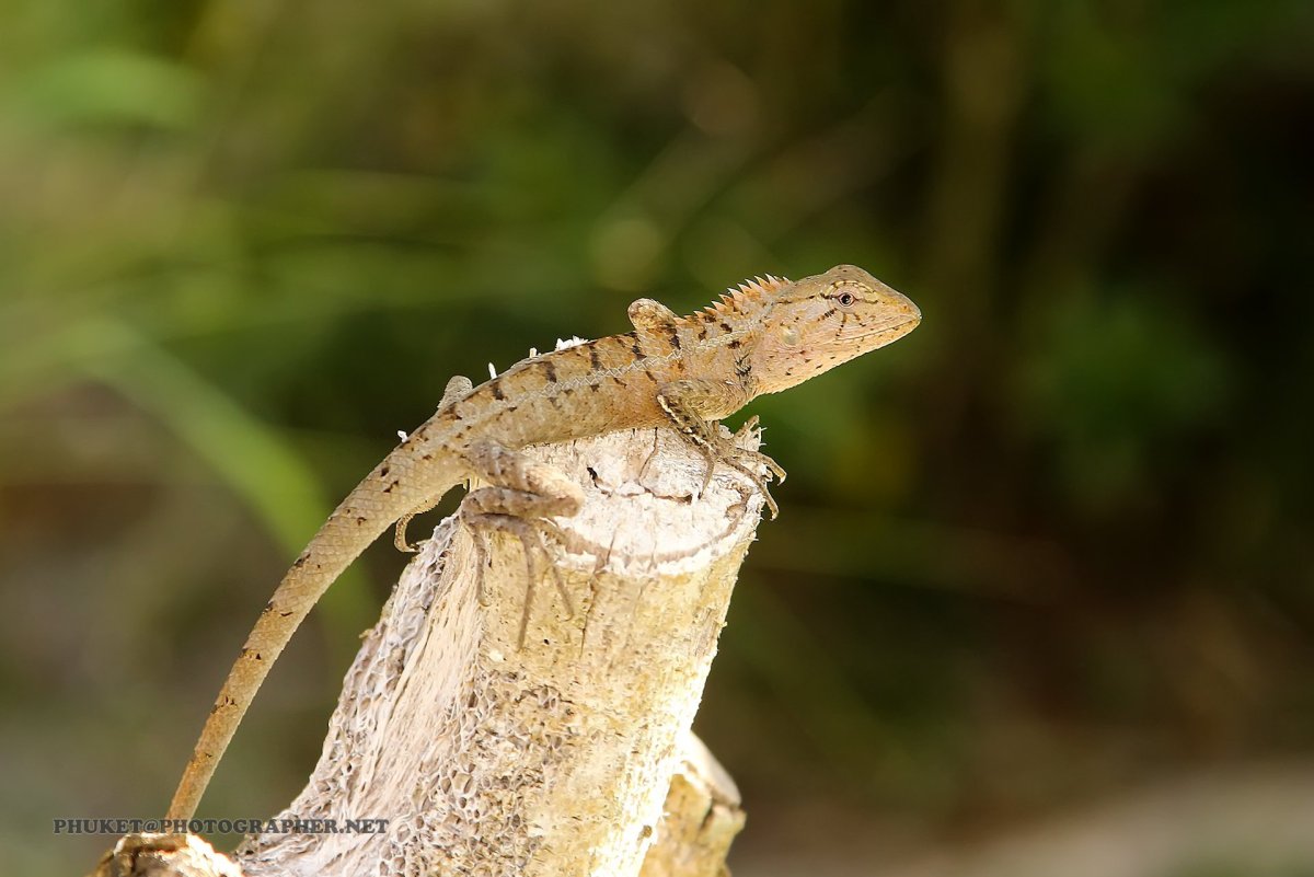 Ящерица Туке в Тайланде