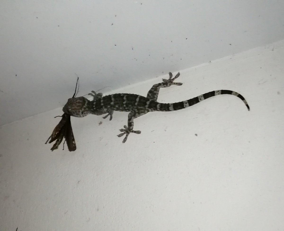 Вараны в Тайланде