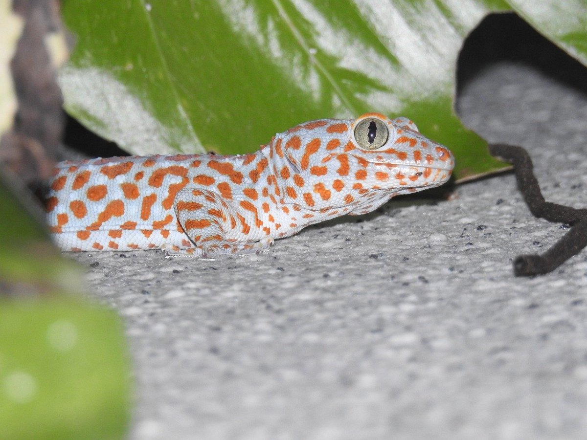 Эублефар зеленый