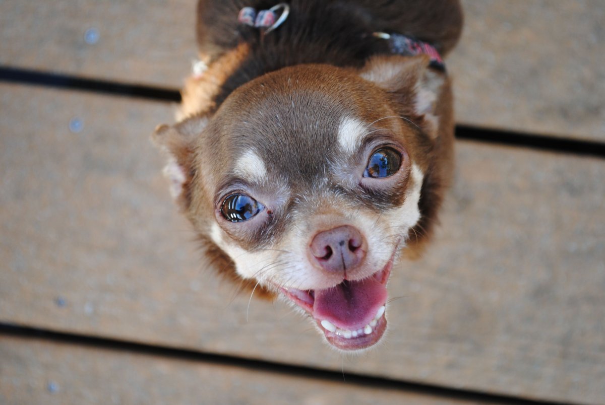 Старая чихуахуа без зубов