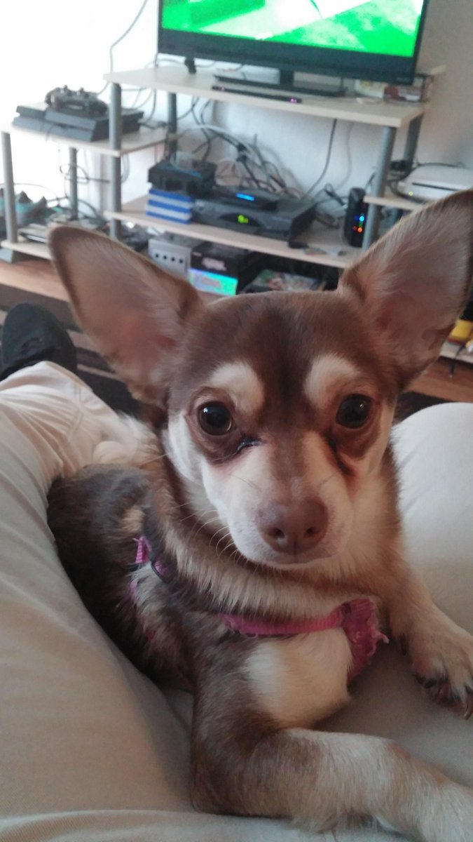 Метис хаски и чихуахуа