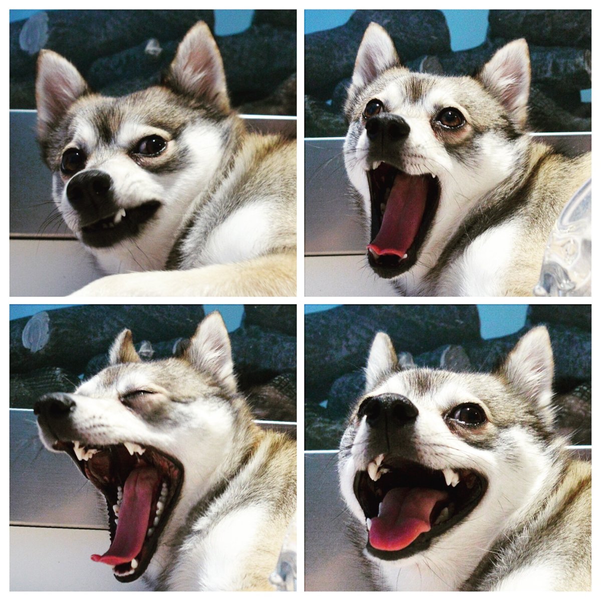 Мем коллаж чихуахуа и член