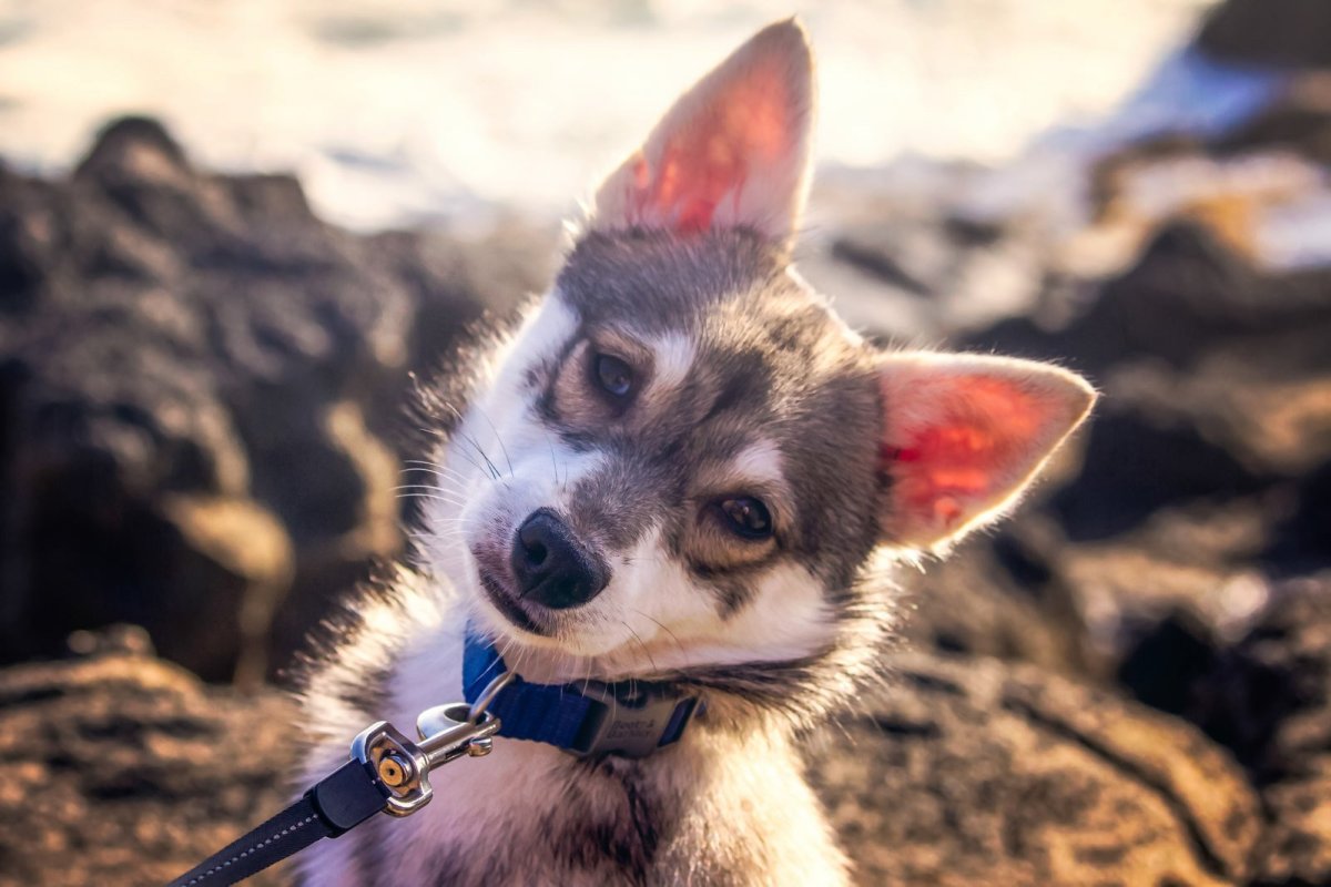 Компактные собаки