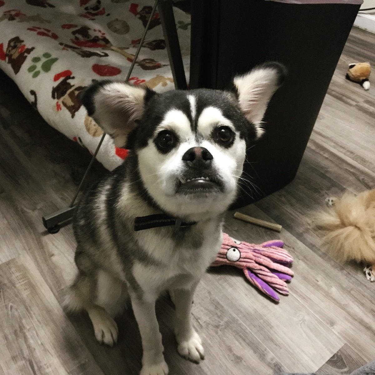 Метис МОПСА И хаски