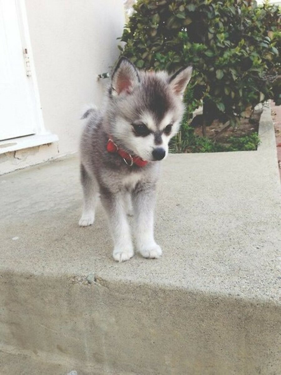 Помски мрамор