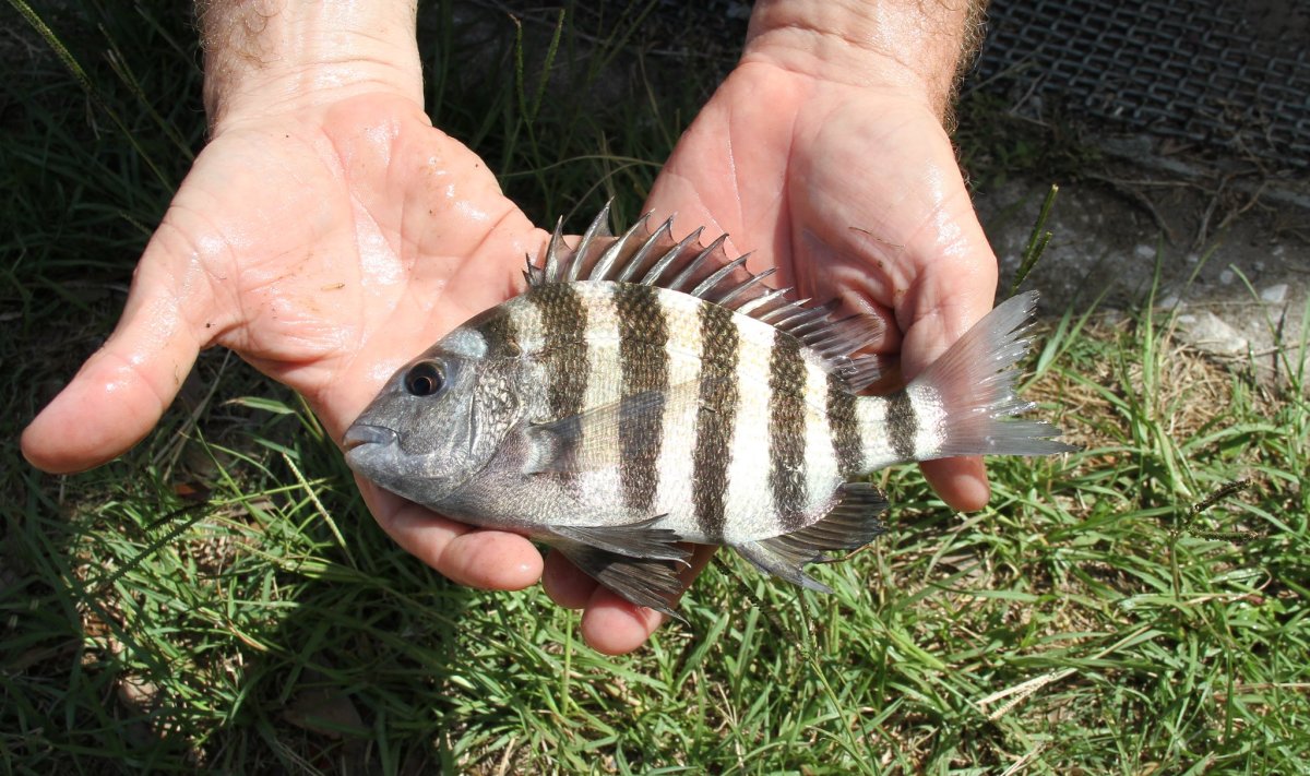Голубопёрый балистод