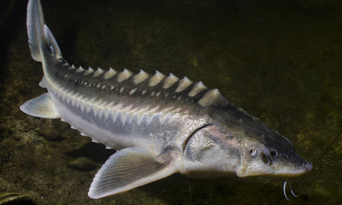 Длиннорогий Саблезуб (Anoplogaster cornuta)